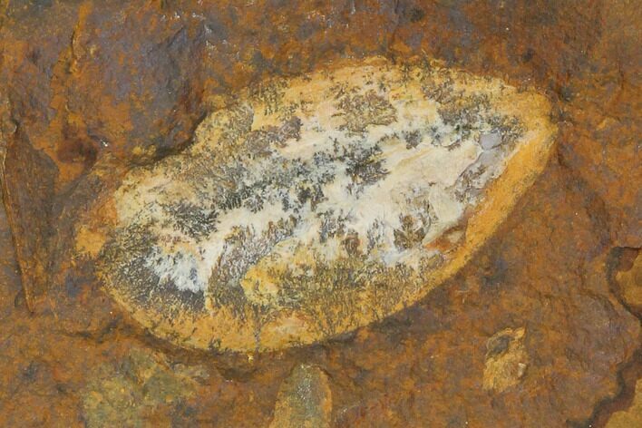 Unidentified Fossil Seed From North Dakota - Paleocene #145354